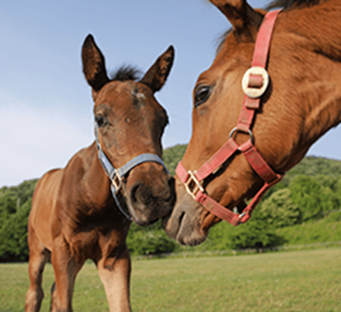 乗馬クラブの採用情報